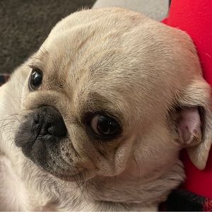 Meet your Posher, Logan